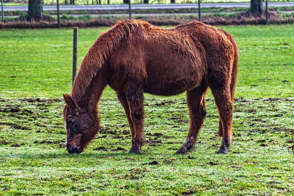 #25 - Morgans Age Into the Same Hormonal Trap as Ponies (Image Credits: Pexels)