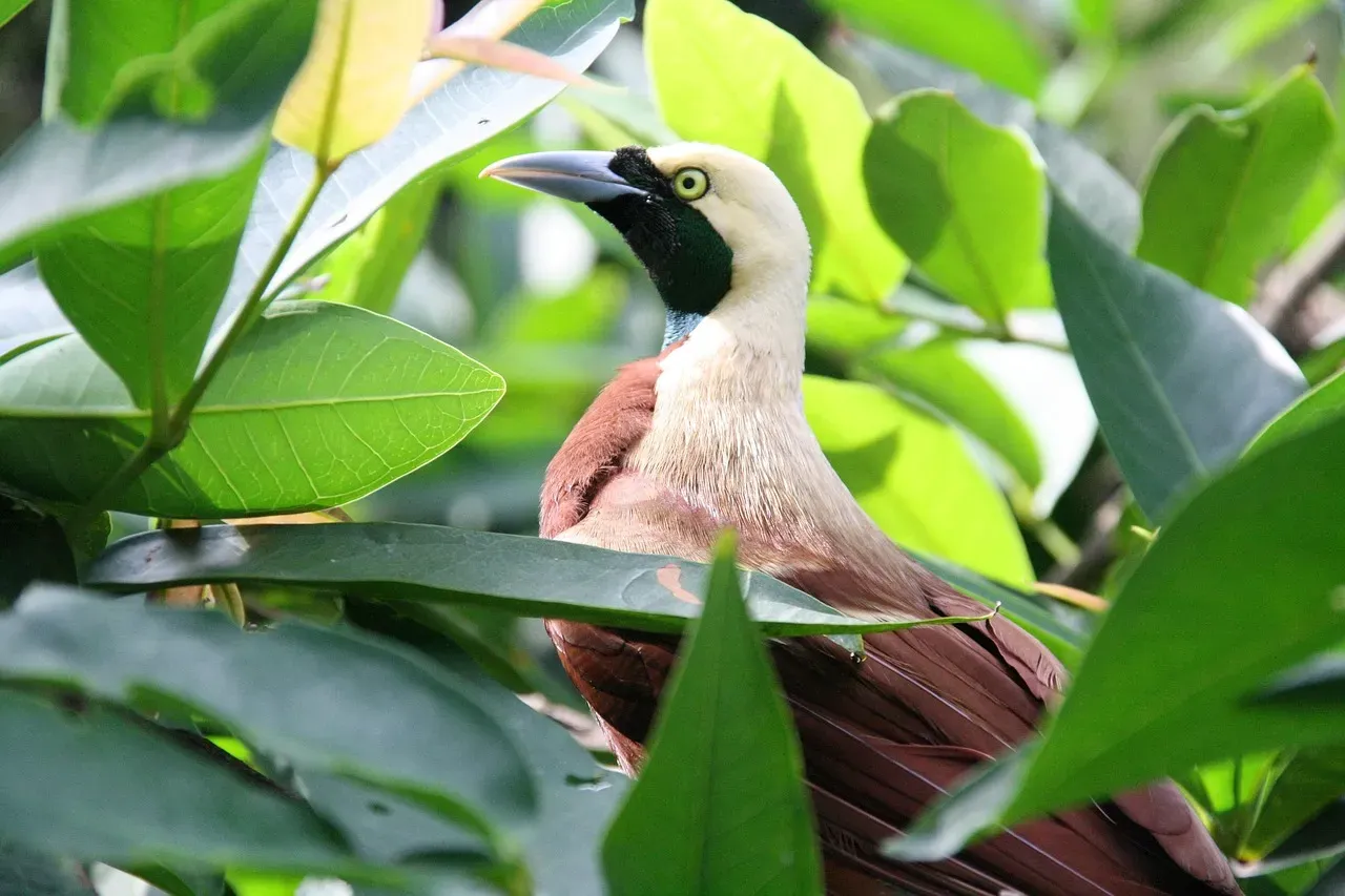 Libra (September 23 &ndash; October 23): The Bird of Paradise (Image Credits: Pixabay)