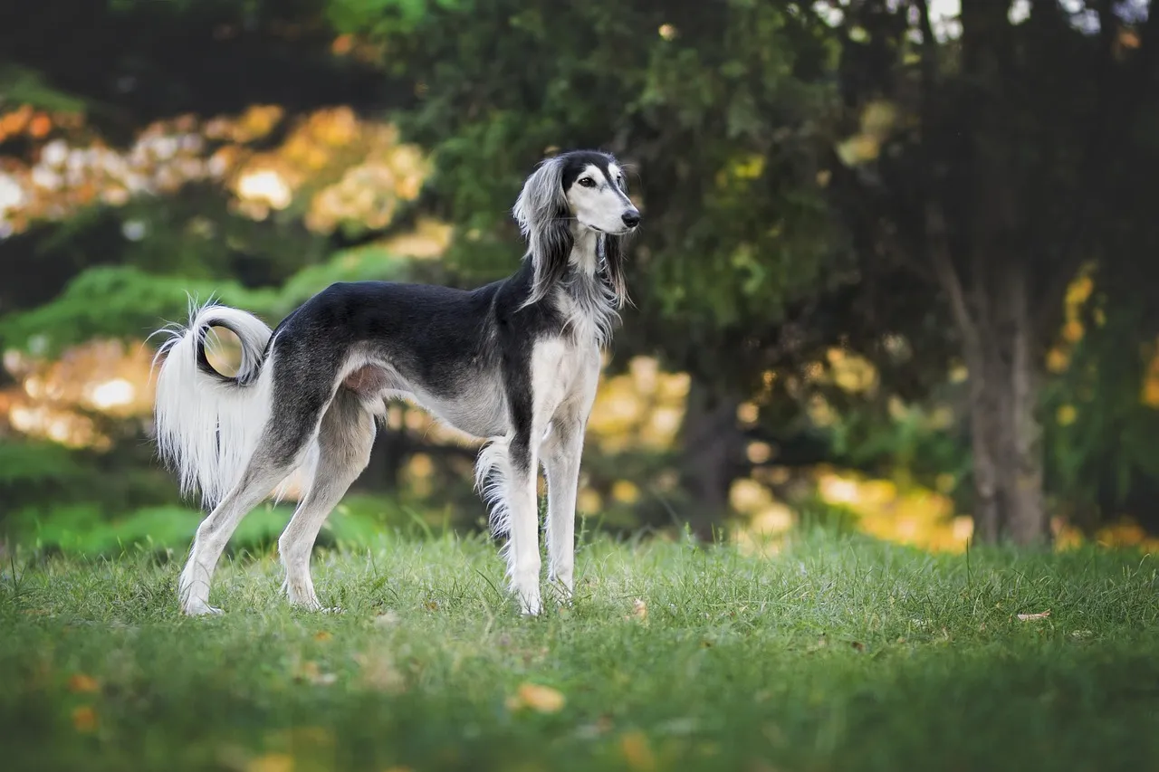 #30 - Saluki: Rarity as Its Own Protection (Image Credits: Pixabay)