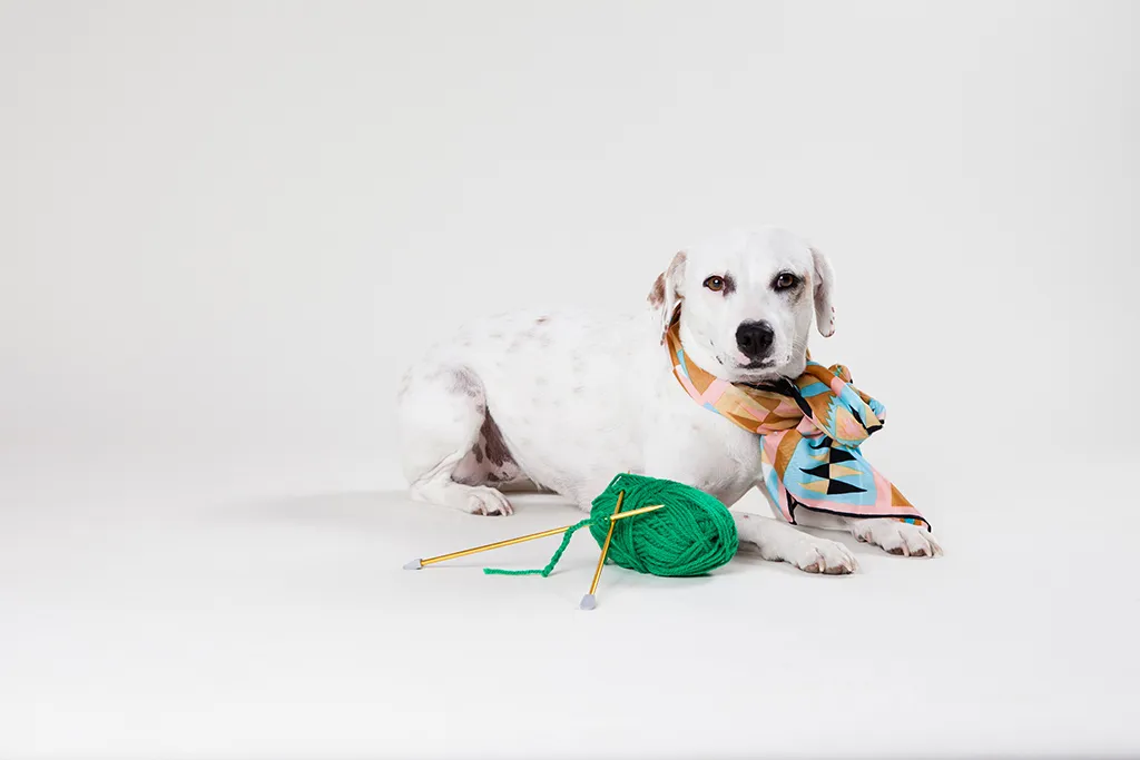 #13 - Mixed-Breed Mutts: The True Kings of the Appointment List (Found Animals, Flickr, CC BY-SA 2.0)