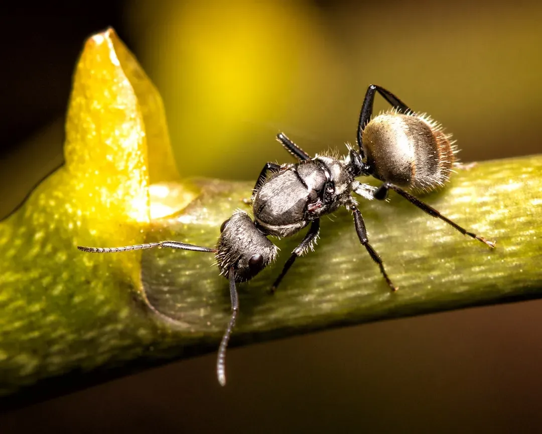 7. Saharan Silver Ants: Speed Demons of the Desert (Image Credits: Unsplash)