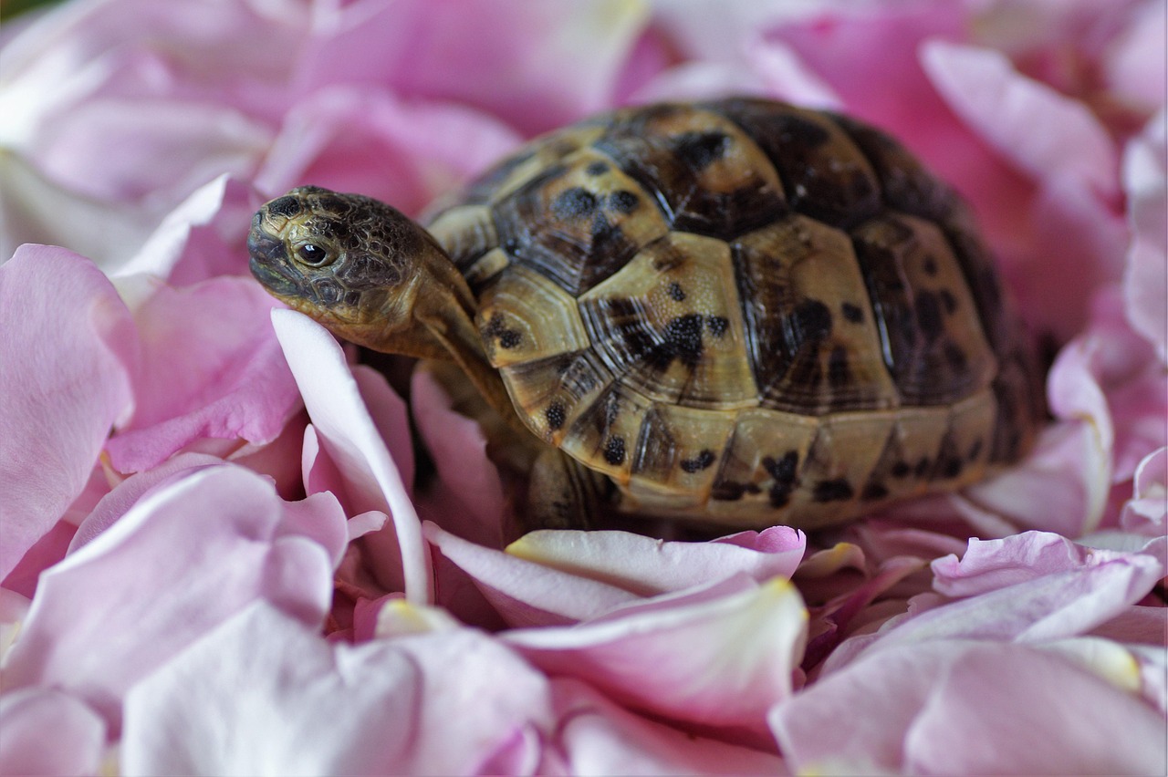 The Calendar Shell: Tracking Earth's Cycles (Image Credits: Pixabay)