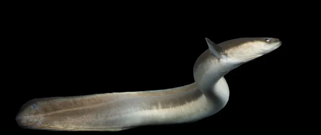 #5 American Eel (Image Credits: Flickr)
