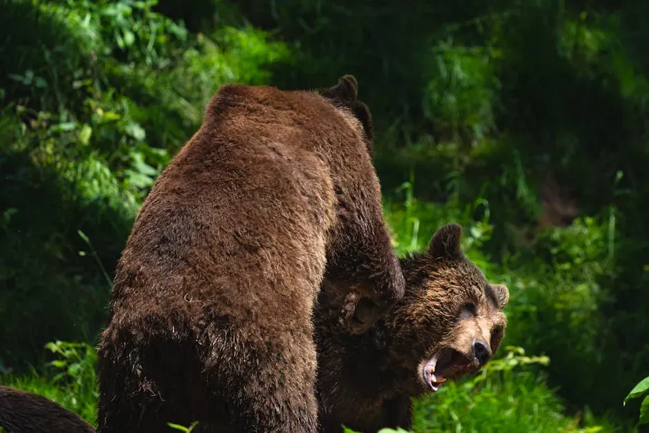 Growing Pains: Bears, People, and a Shrinking Divide (Image Credits: Pexels)