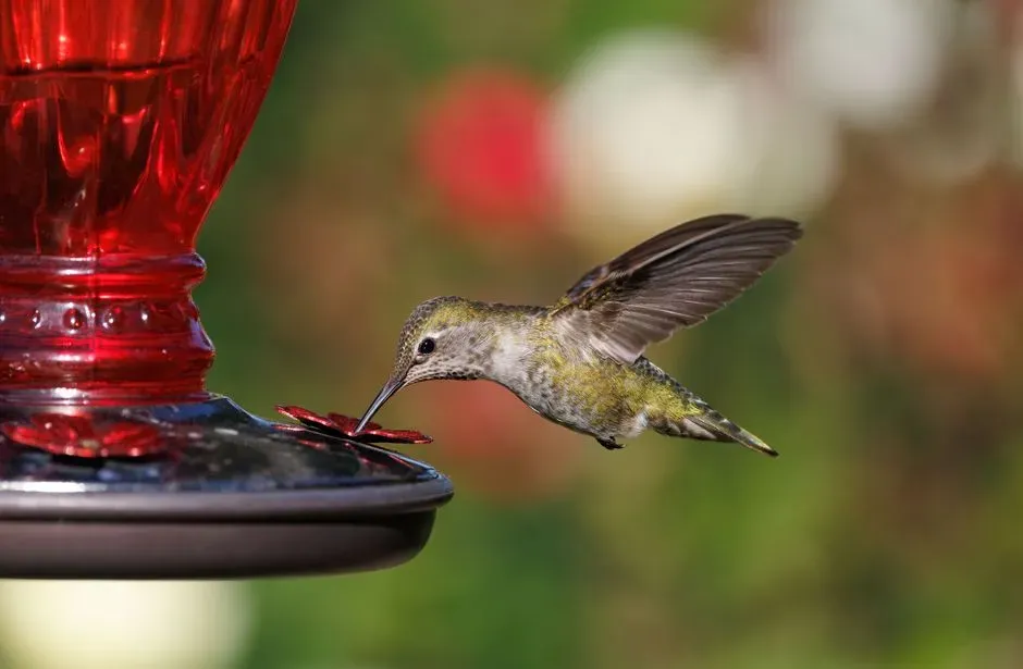 #9 - Hang Multiple Feeders Far Apart to Reduce Aggression (Image Credits: Pexels)