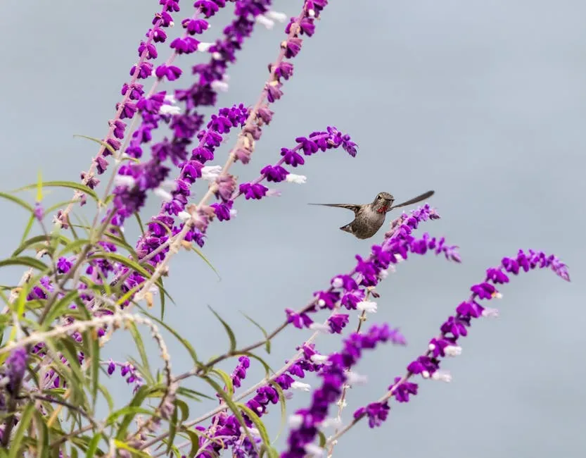#5 - Hummingbird Sage (Salvia spathacea): The Shade Garden Secret Western Gardeners Need to Know (Image Credits: Pexels)