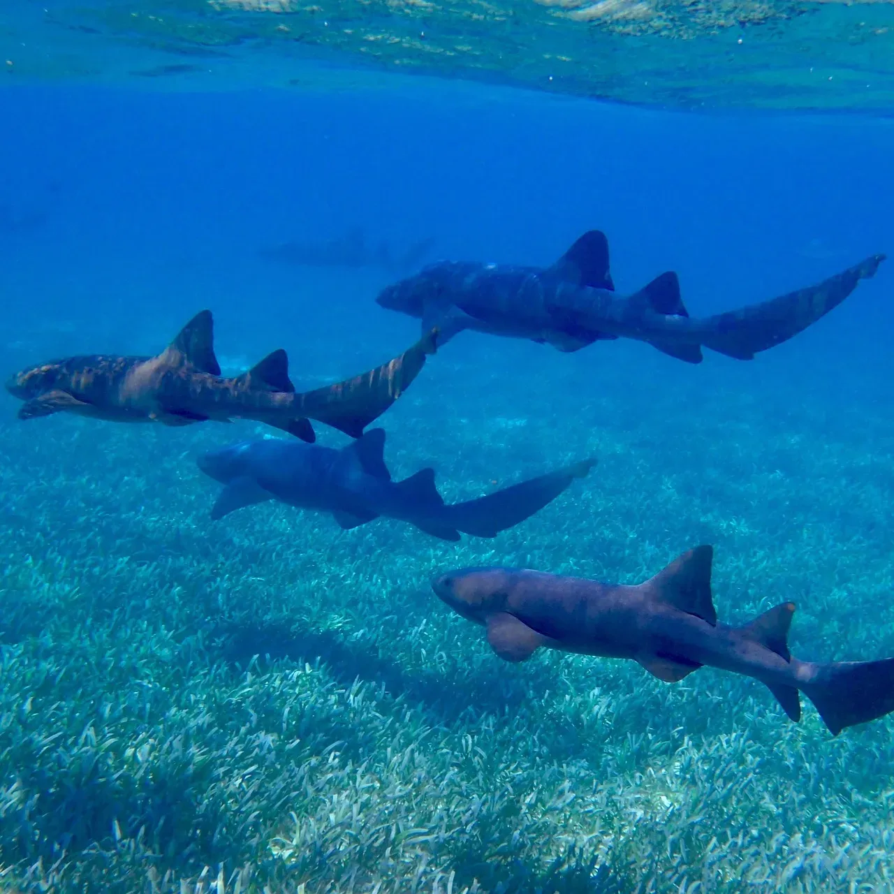 Cancer: The Nurse Shark (Image Credits: Pixabay)