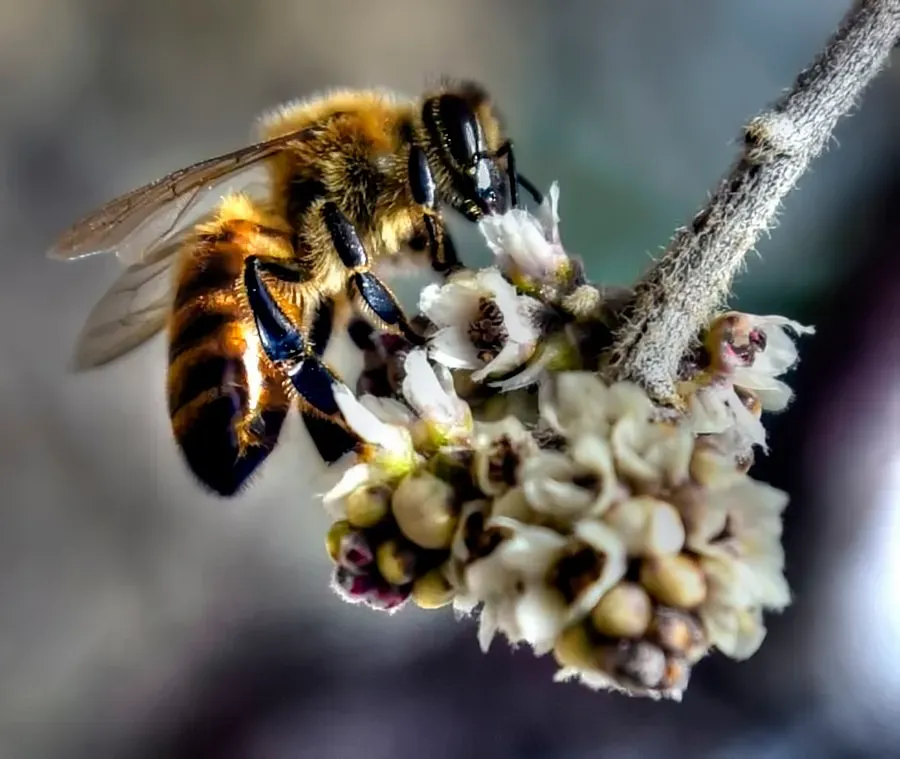Why Killer Bees Are Actually Killers (Image Credits: Flickr)