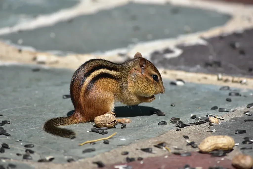 #6: They're Omnivores That Will Eat Almost Anything (Amaury Laporte, Flickr, CC BY 2.0)
