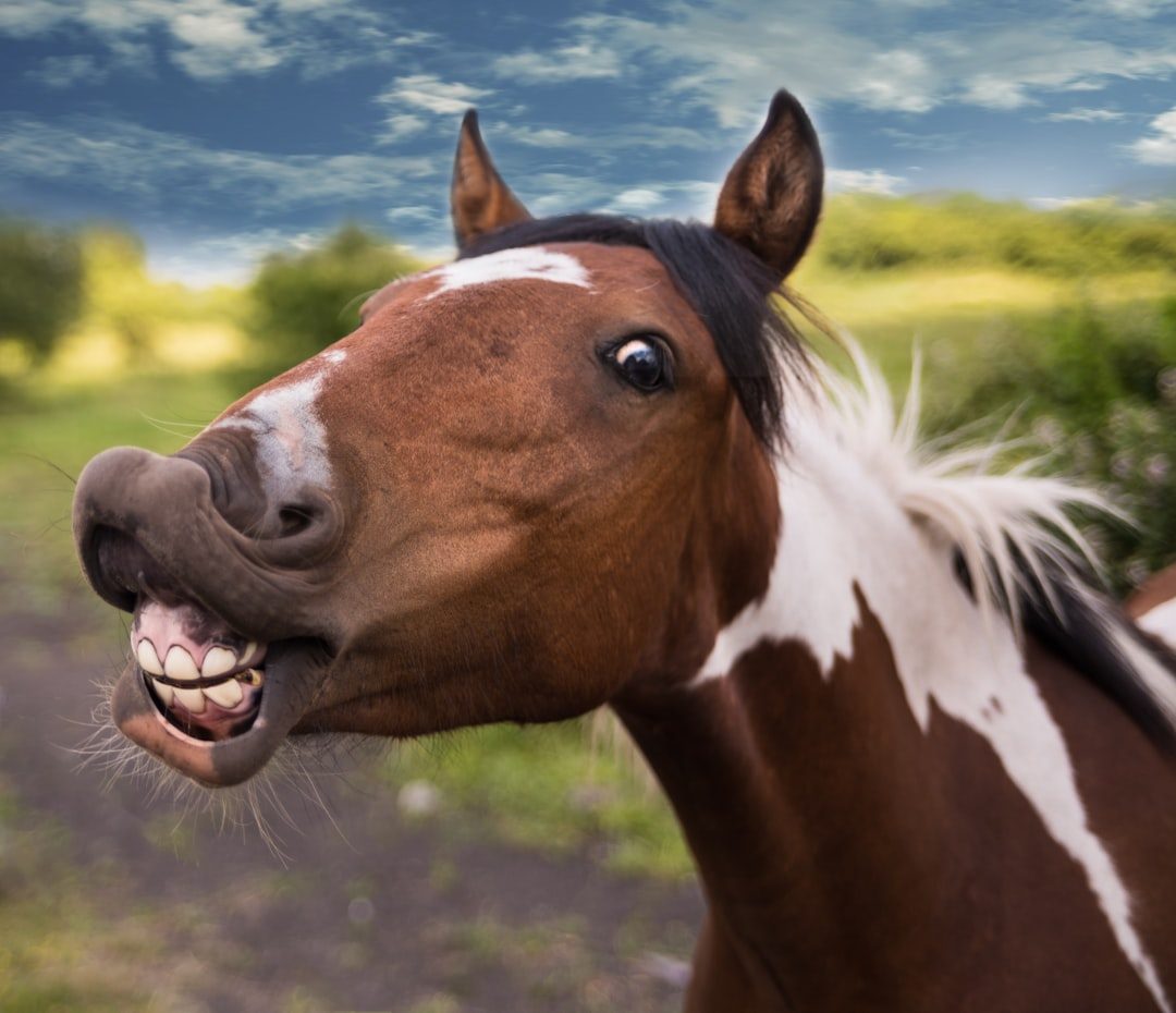 Neglecting Regular Veterinary and Dental Care (Image Credits: Unsplash)