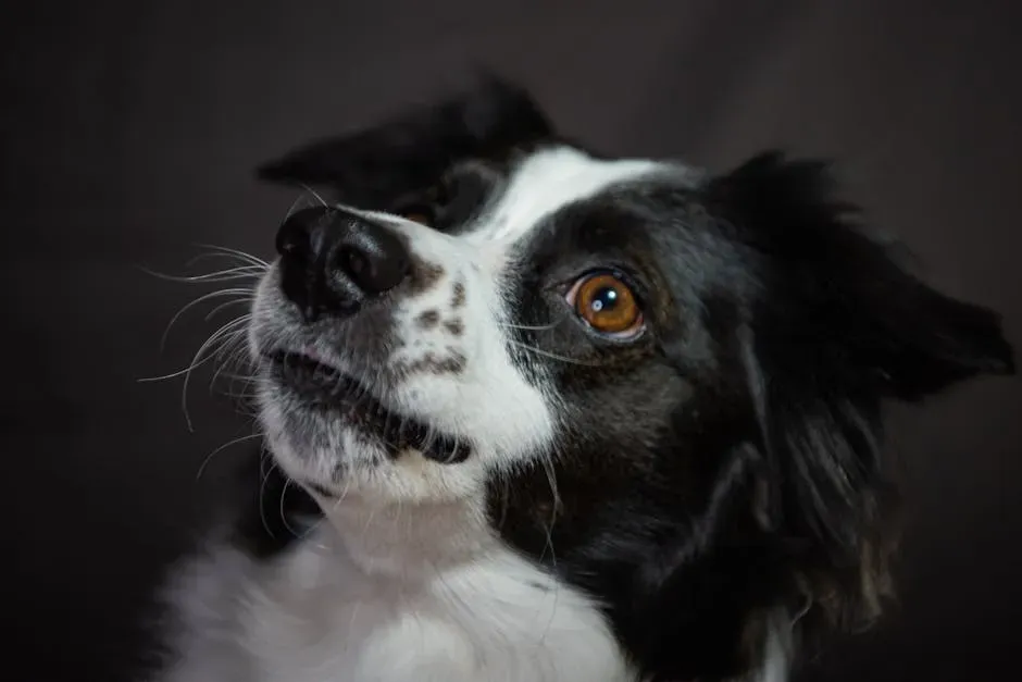 #4. The Border Collie: Intelligence Meets Intuition (Image Credits: Pexels)