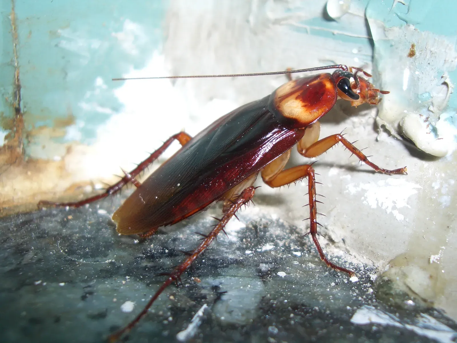 Using the Wrong Pest Control Products or Methods (Image Credits: Wikimedia)