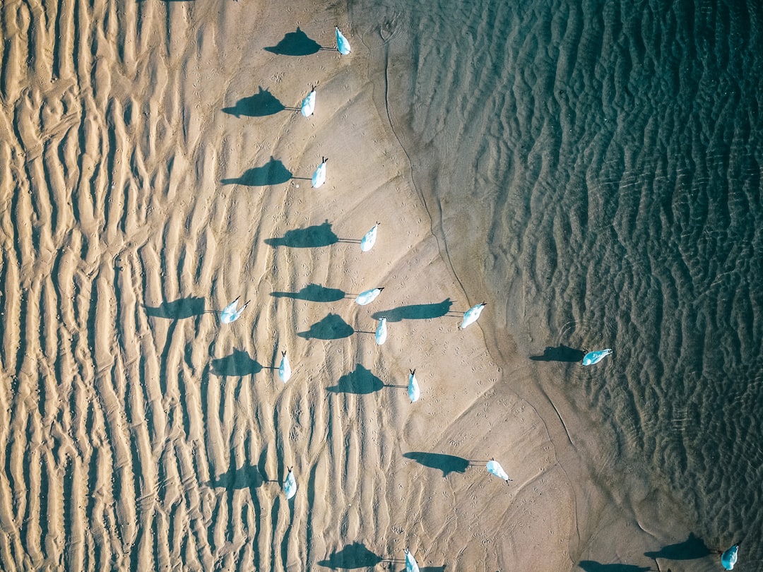 Climate Change Disrupts Ancient Migration Patterns (Image Credits: Unsplash)
