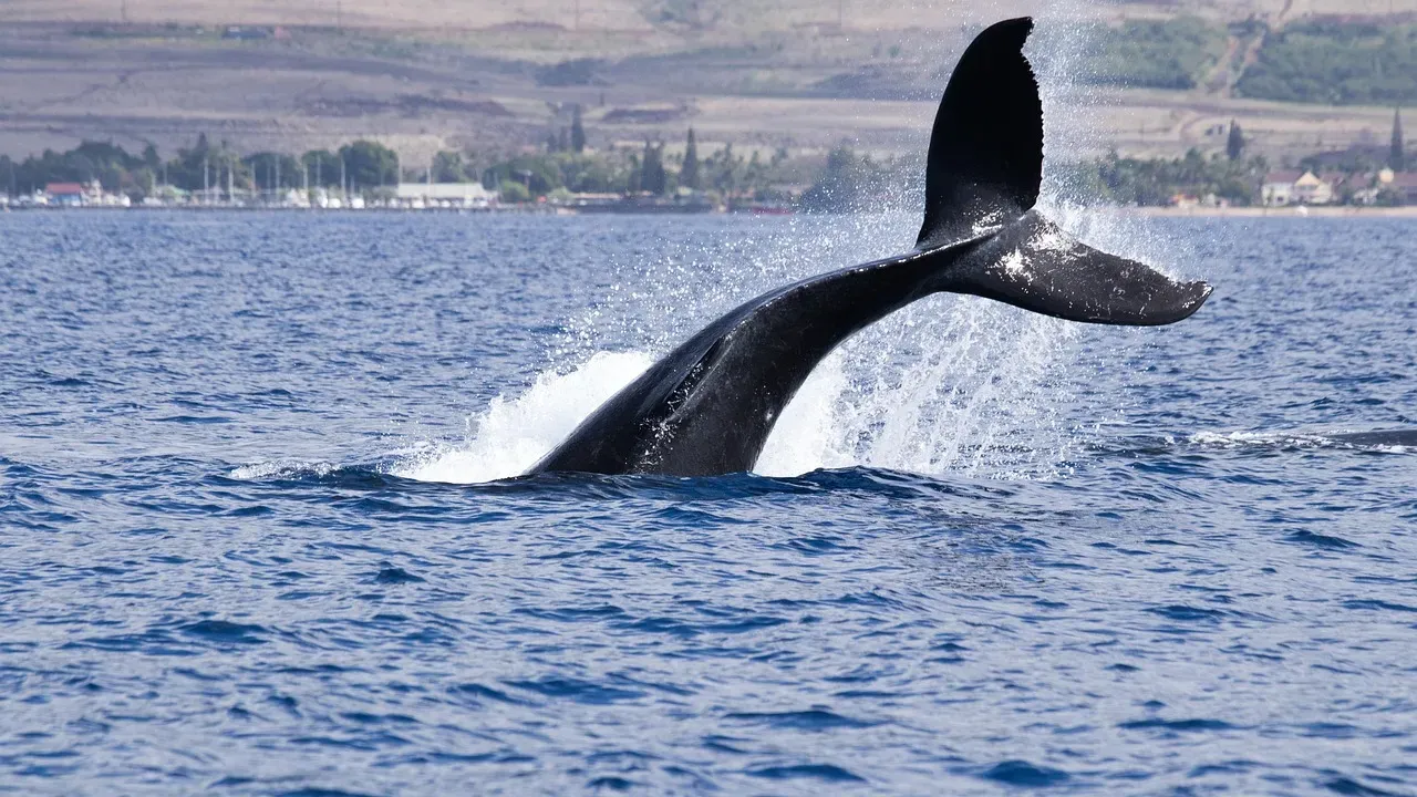 1. The North Pacific Right Whale: The Rarest Giant You've Never Heard Of (Image Credits: Pixabay)