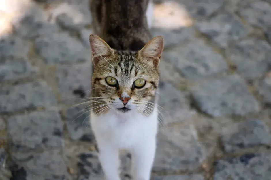 Strengthening the Human Cat Connection (Image Credits: Pexels)