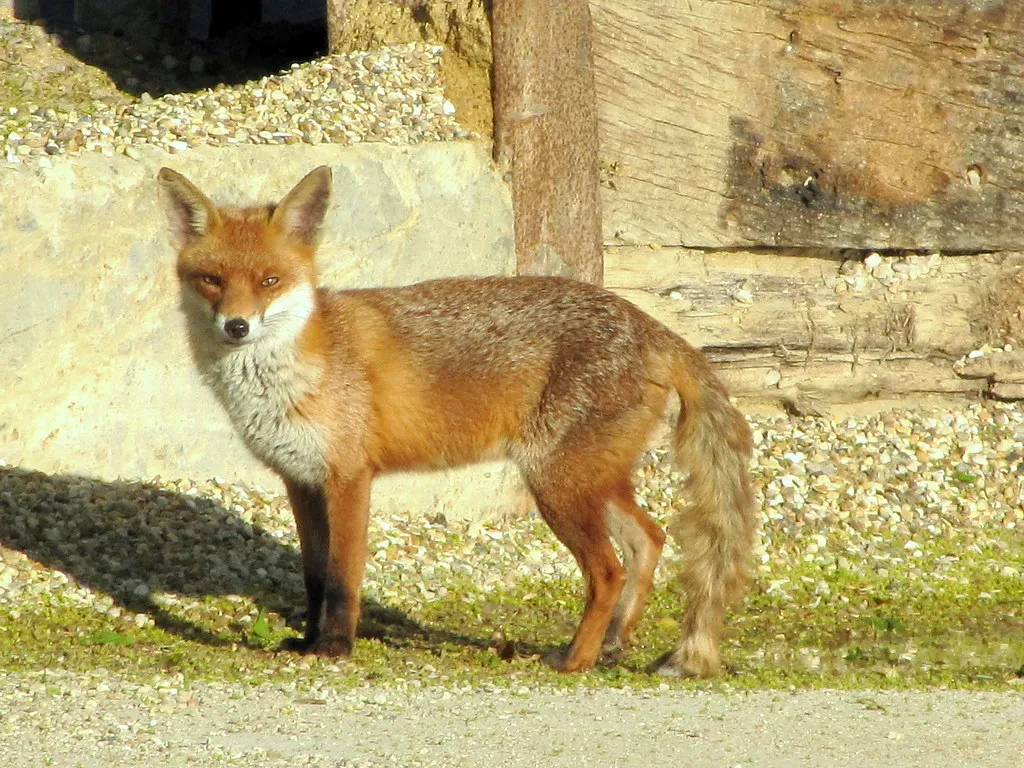 Urban Foxes Are Genuinely Getting Bolder (Mostly Dans, Flickr, CC BY 2.0)