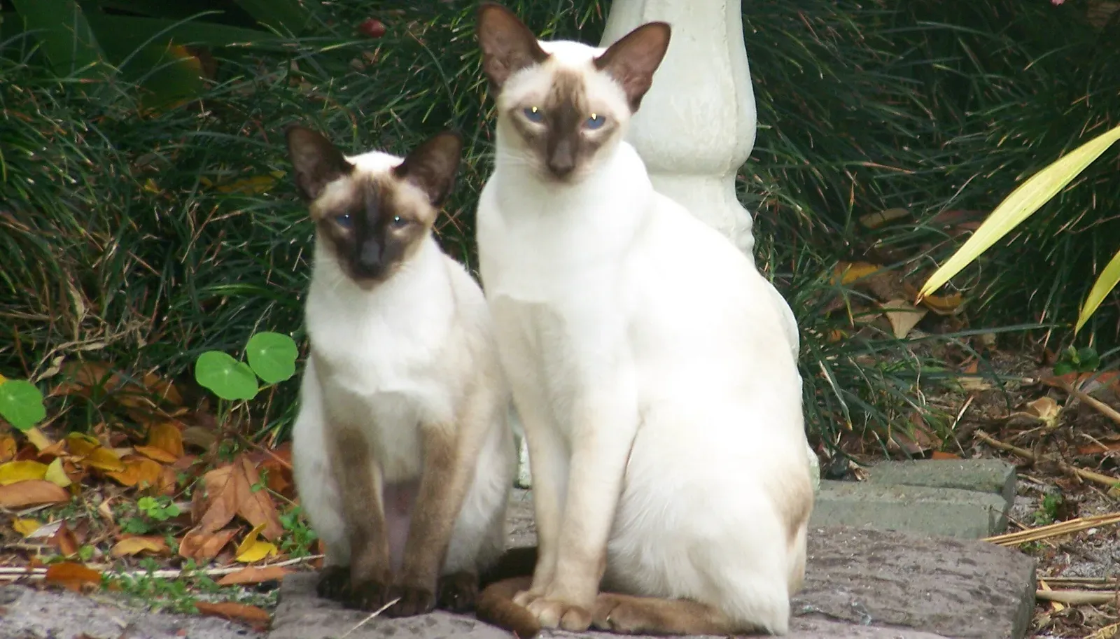 They're Not Good Alone And Require Lifestyle Changes (Image Credits: Wikimedia)