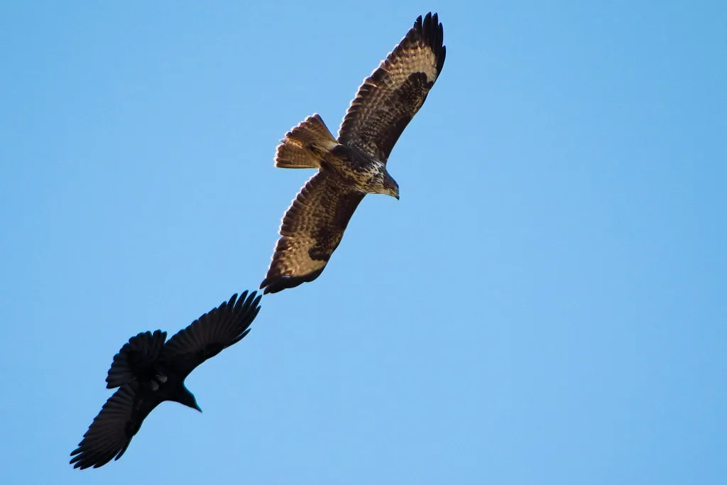 The Bottom Line (Airwolfhound, Flickr, CC BY-SA 2.0)