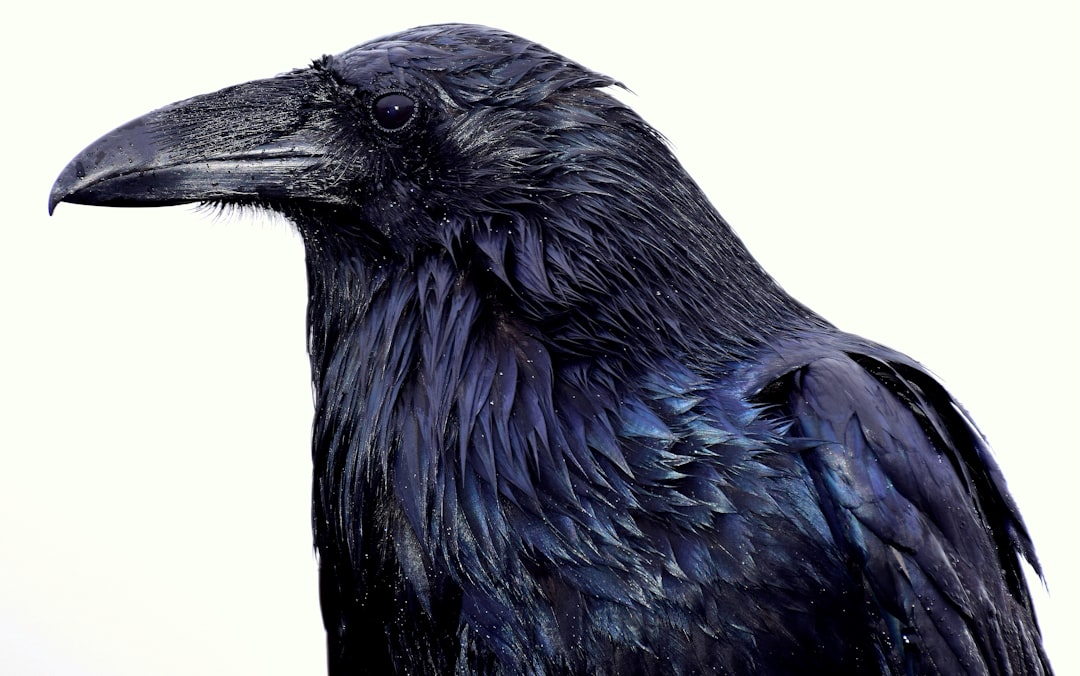 Scorpio: The Mysterious Raven (Image Credits: Unsplash)