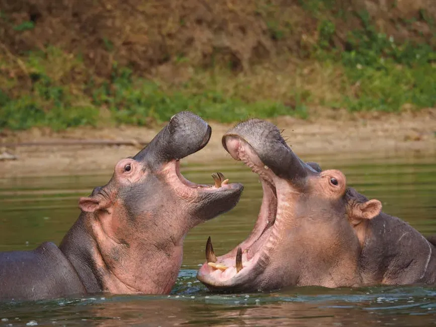 8. The Hippo: Flung With Love (Image Credits: Pexels)