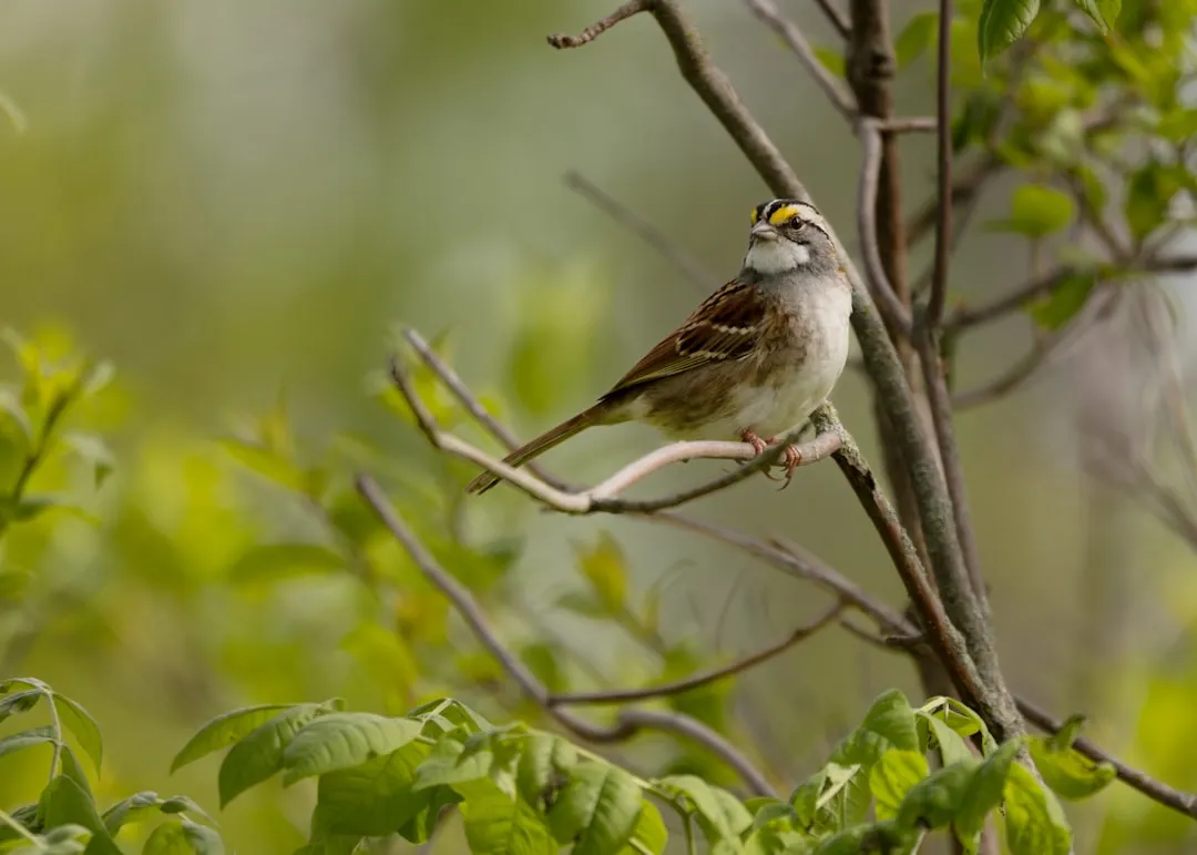 #18 - White-throated Sparrows No Longer Dominate the Underbrush (Image Credits: Unsplash)