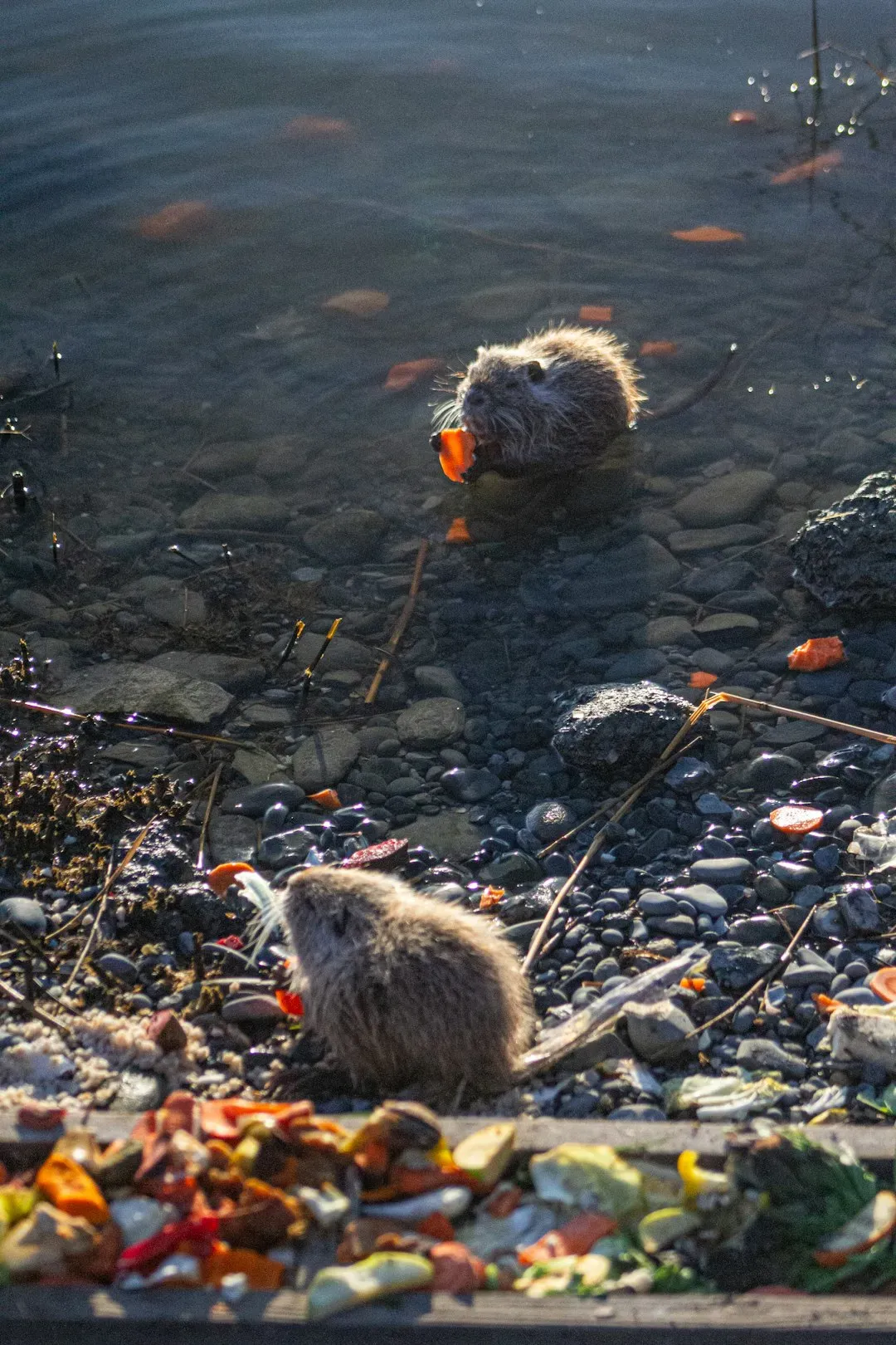 #11. Their Populations Have Collapsed Dramatically Over Centuries (Image Credits: Unsplash)