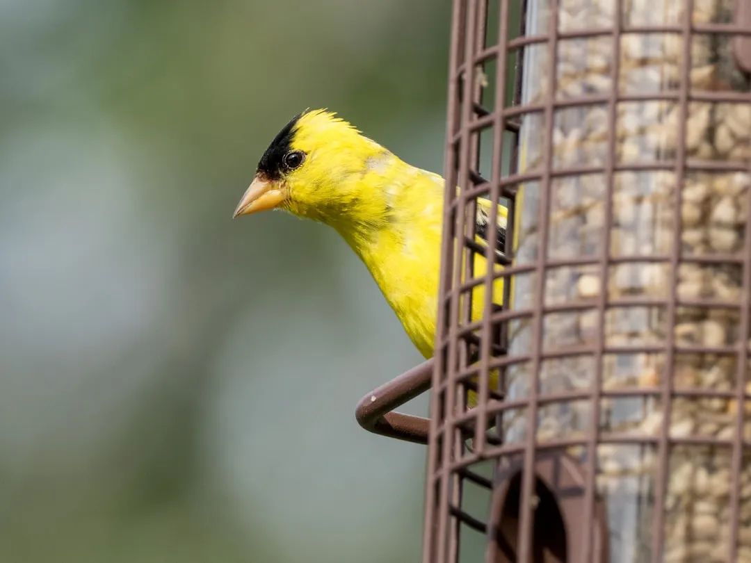 5. Goldfinches – The Seed and Flower Critics (Image Credits: Unsplash)