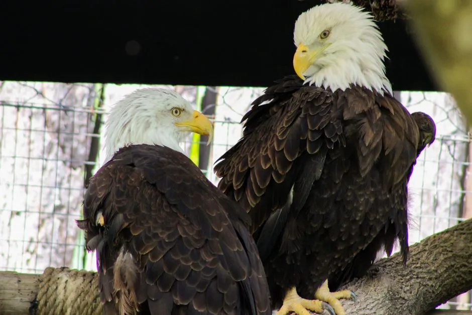 Ceremonies, Dances, and the Eagle’s Central Role (Image Credits: Pexels)