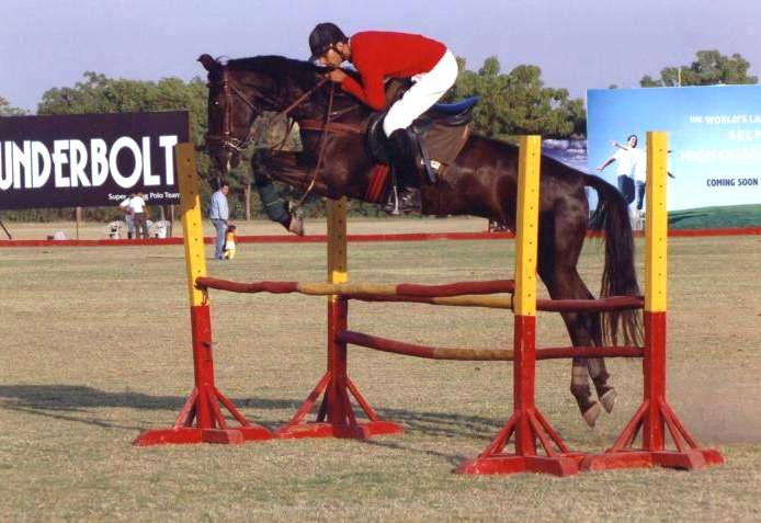 The Marwari: India's Warrior Horse with Unique Ears (Image Credits: Wikimedia)