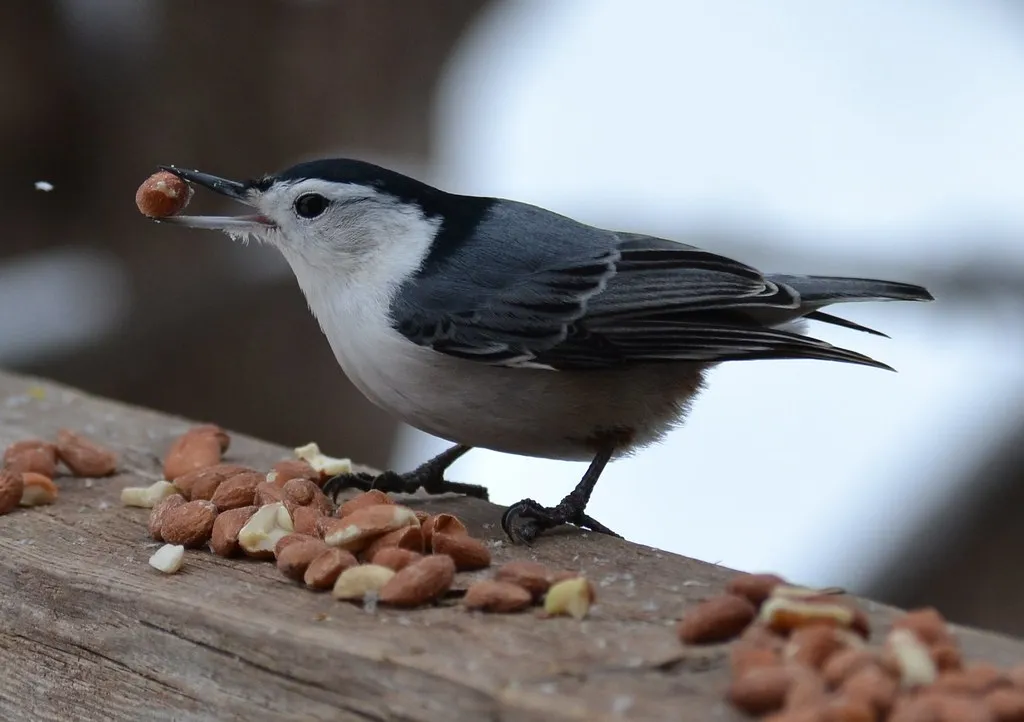 #12 - White-Breasted Nuthatch: The Bark-Creeping Regular (DaPuglet, Flickr, CC BY-SA 2.0)