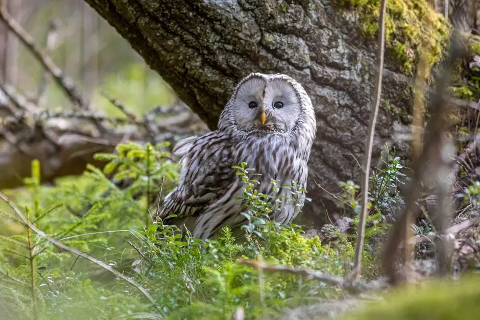 Behavioral Shifts Across Species (Image Credits: Pexels)