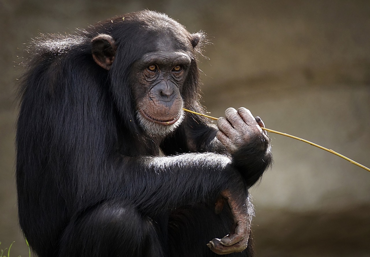 Chimpanzees: Our Closest Memory Relatives (Image Credits: Pixabay)