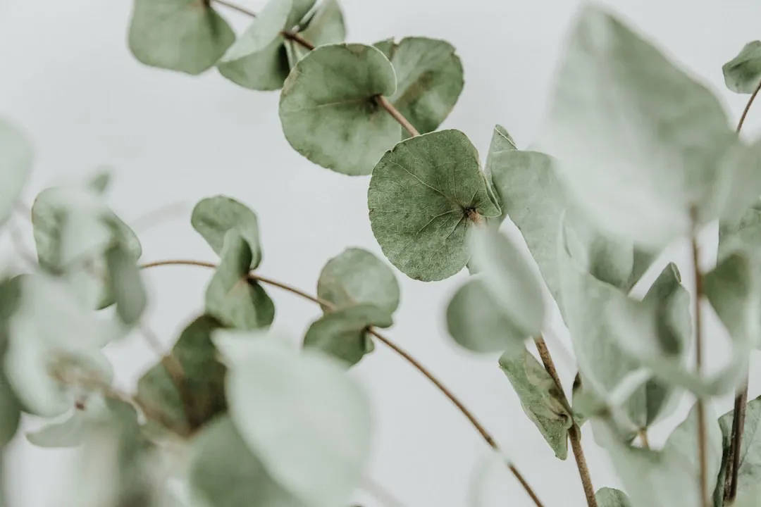 #4 Eucalyptus (Image Credits: Unsplash)