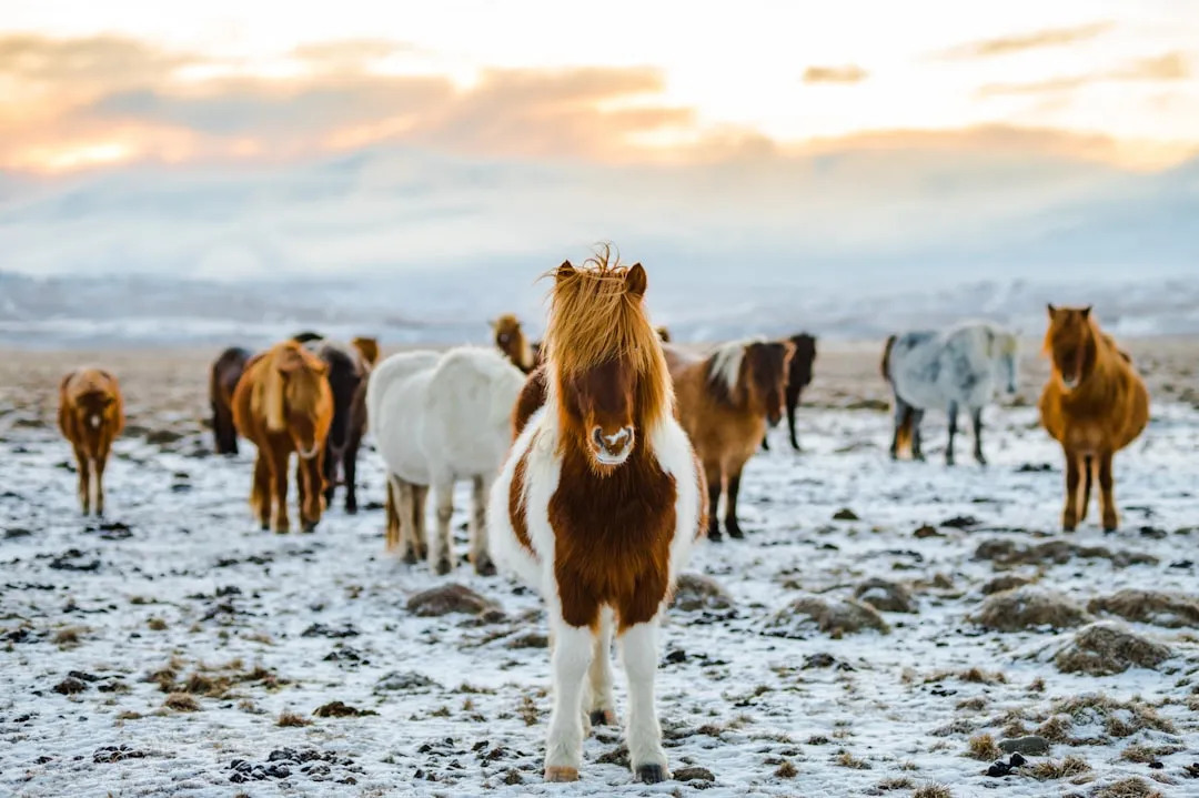 #4 - Icelandic Horses: A Breed Nature Never Prepared for Export (Image Credits: Unsplash)