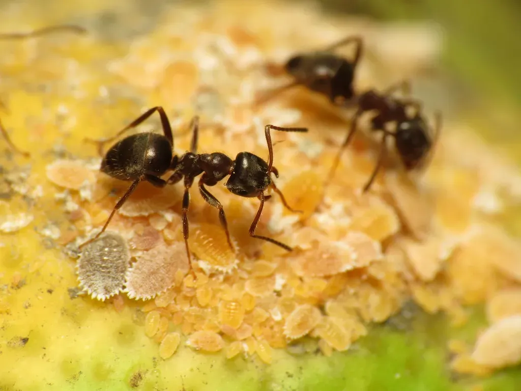 Lemon Juice: Citrus Power That Disrupts Ant Highways (Image Credits: Flickr)