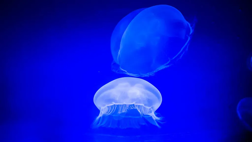Jellyfish: The Brainless Immortals (Image Credits: Flickr)