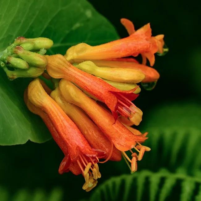 #18 - Trumpet Honeysuckle (Magnet) vs. Geraniums (Ignored More Than You Think) (Image Credits: Pexels)