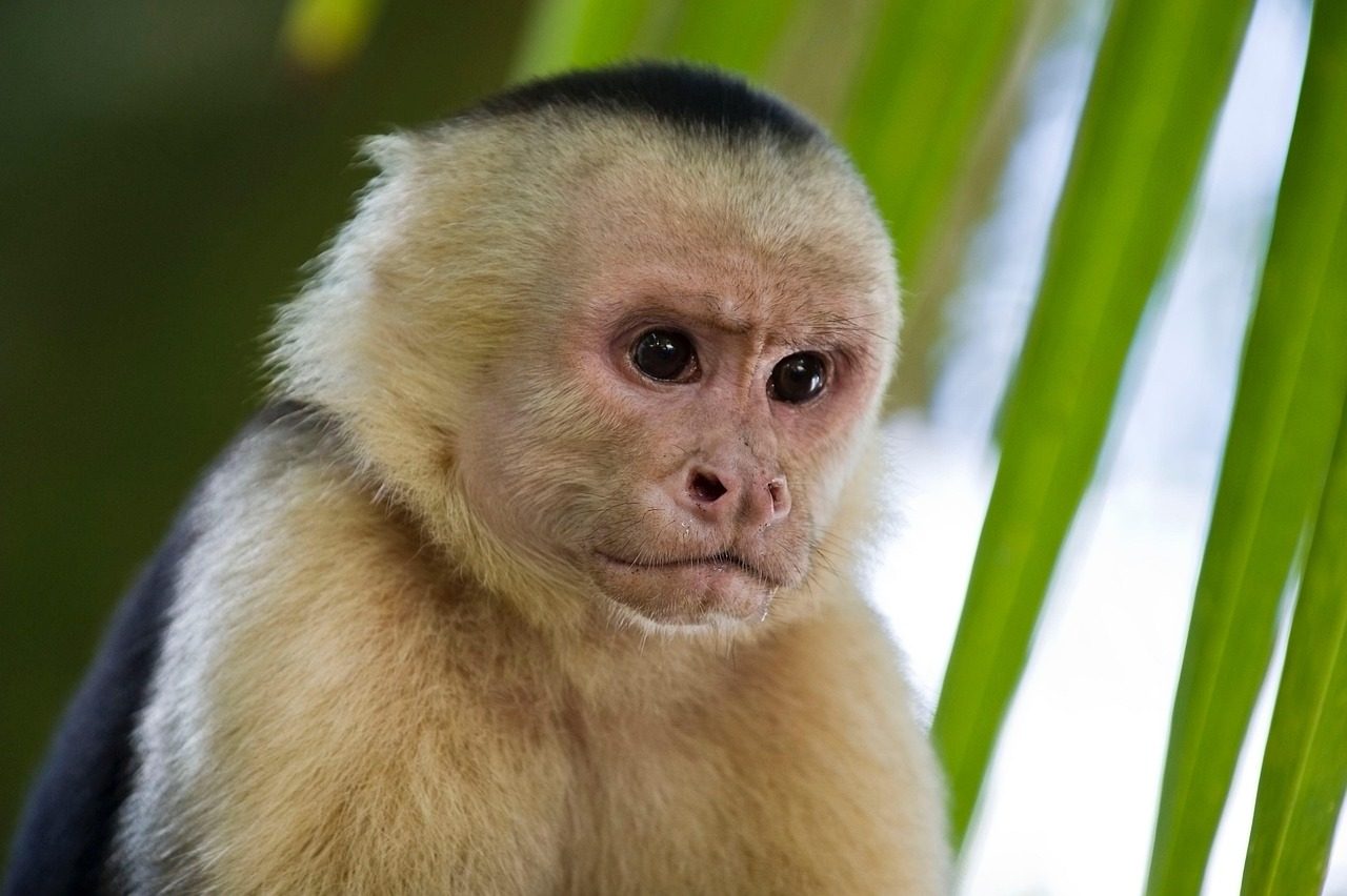 Gemini: The Chattering Capuchin Monkey (Image Credits: Pixabay)