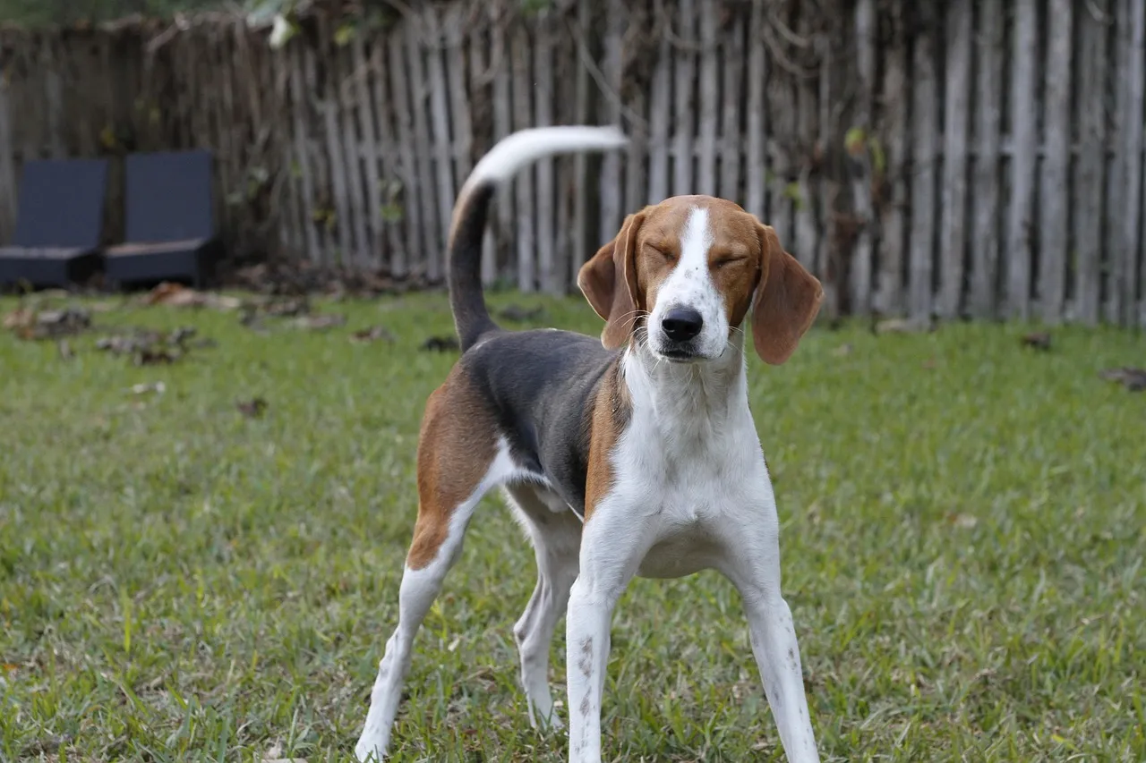 #33 - Harriers and Foxhounds: Pack Dogs, Not Pet Dogs (Image Credits: Pixabay)