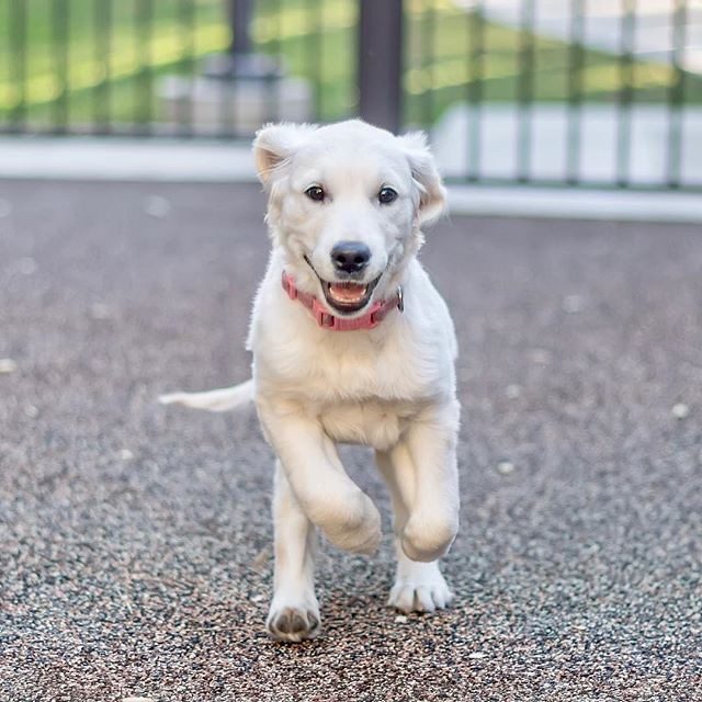 Pet-Proofing Your Space for Safety (Image Credits: Flickr)