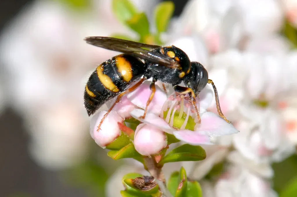 Bees, Wasps, and the Busy World of Pollinators (jeans_Photos, Flickr, CC BY 2.0)