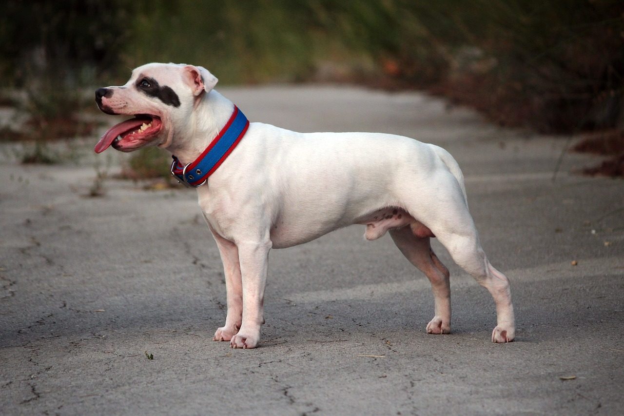 The Staffordshire Bull Terrier: Misunderstood But Devoted (Image Credits: Pixabay)