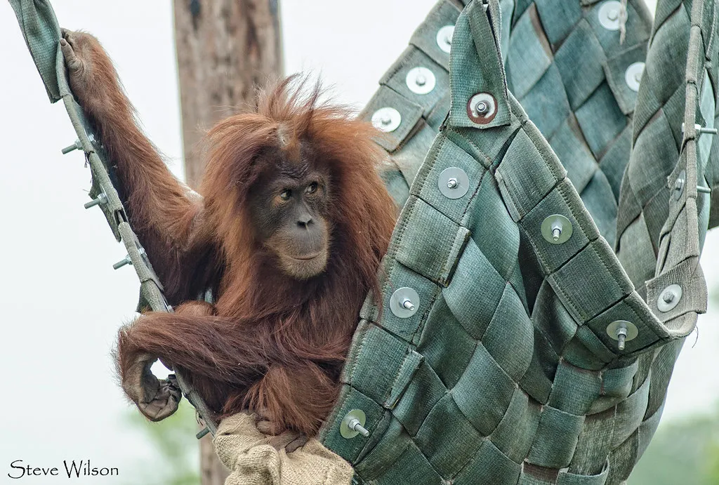 Rethinking Orangutans: From Forest Ghosts to Thoughtful Travelers (Steve Wilson - over 10 million views Thanks !!, Flickr, CC BY 2.0)