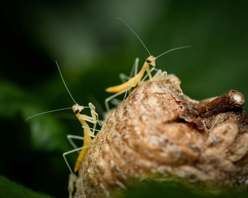 #8 Mantis hatchlings often turn on each other before they've even left the nest (Image Credits: Pexels)
