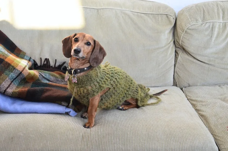 13. Dachshund: Low to the Ground, High Exposure to Cold (Image Credits: Pexels)