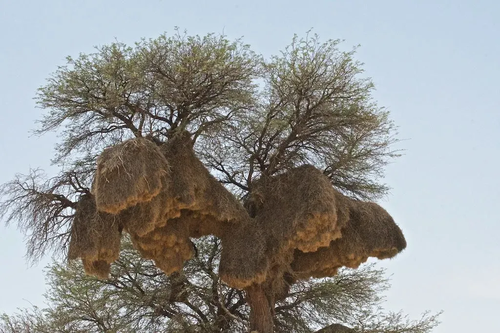 Sociable Weaver Nests: Communal Living at Its Finest (Image Credits: Flickr)