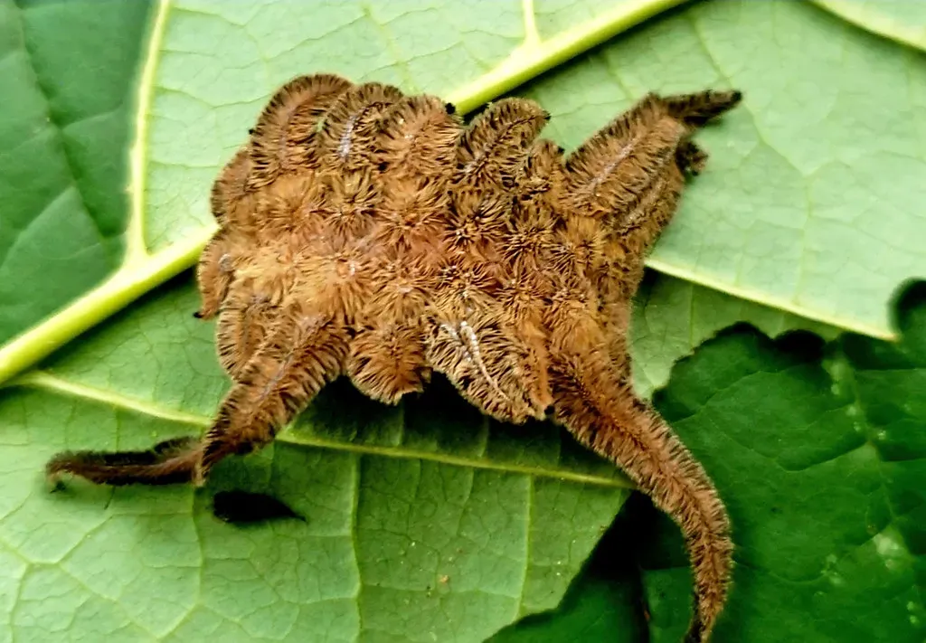 Monkey Slug Caterpillar (Image Credits: Flickr)