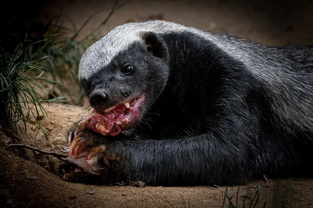 Conclusion: Skunks Are Warning You Long Before They “Nuke” You (Image Credits: Pixabay)