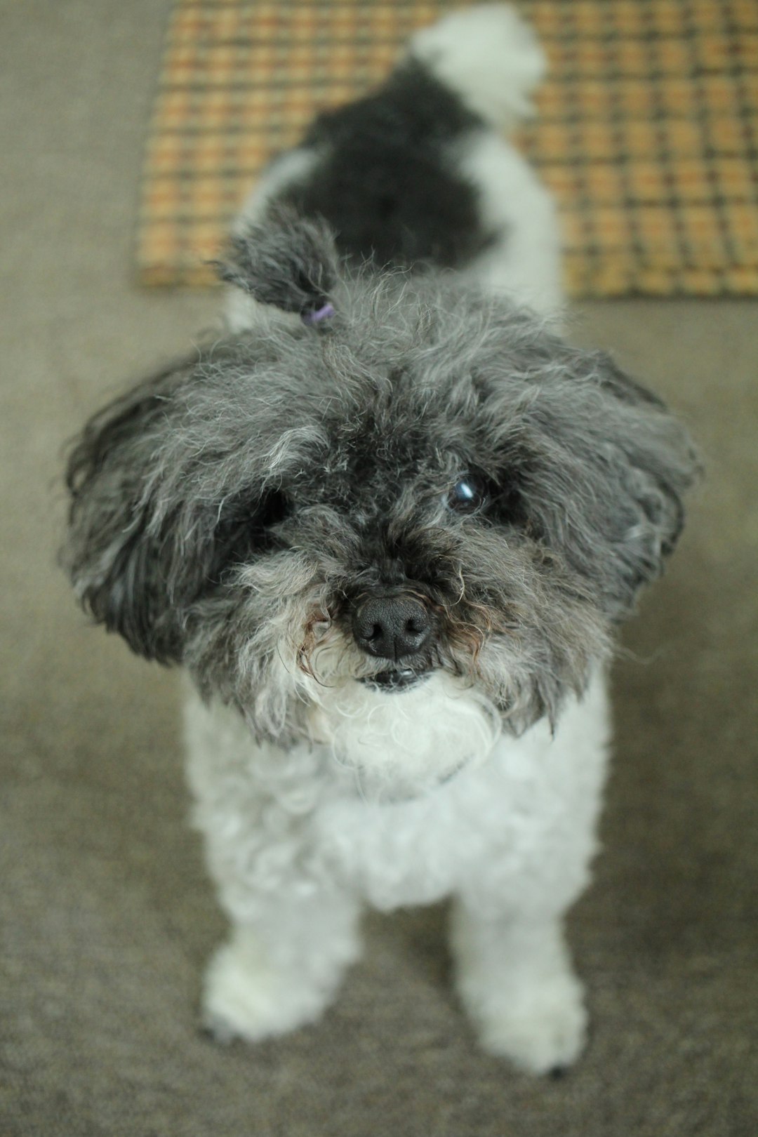 Toy Poodle (Image Credits: Unsplash)