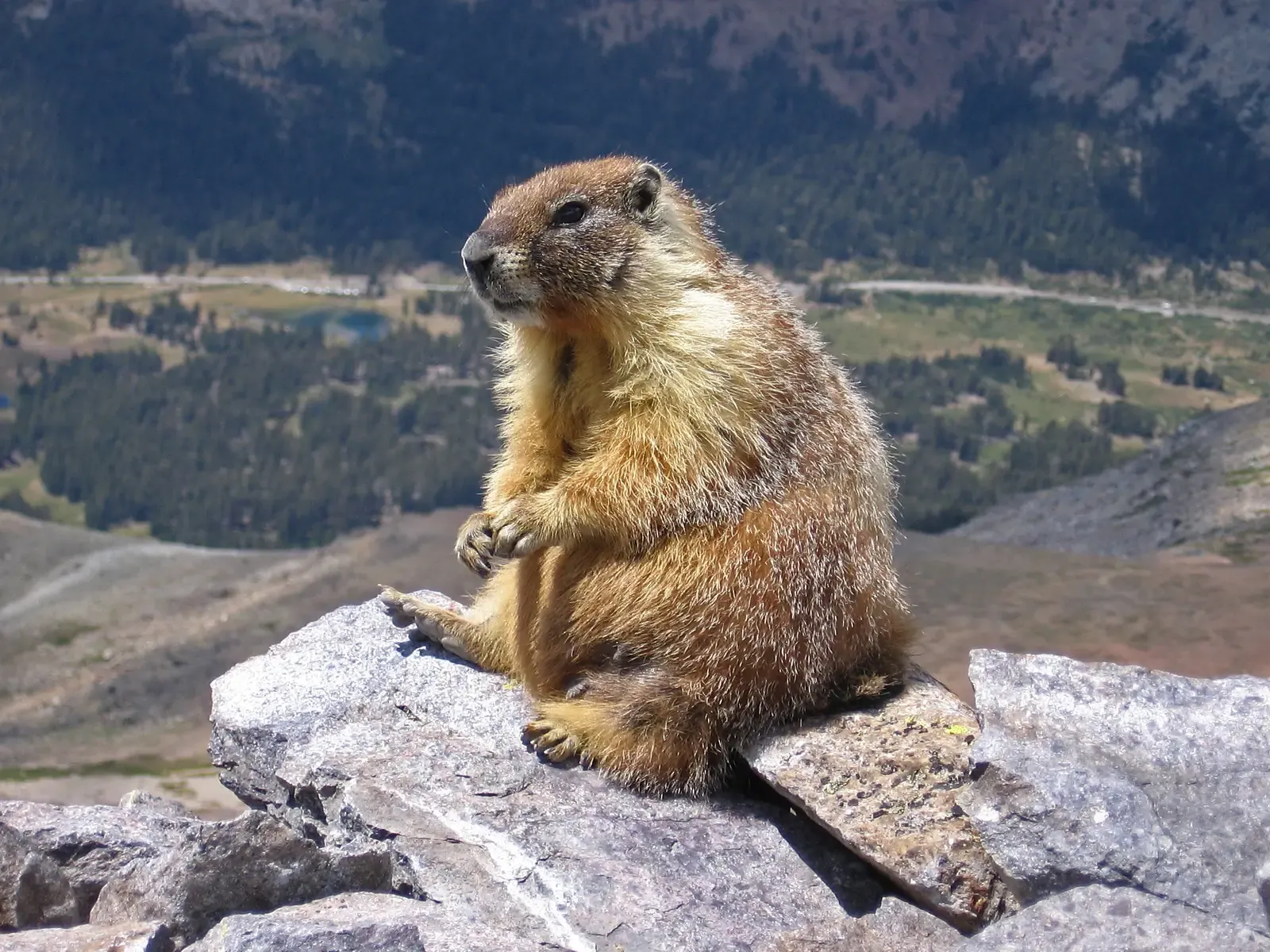 Yellow-Bellied Marmot: The Whistle Pig of the Peaks (By Original:  Inklein (talk&nbsp;&middot; contribs)
Derivative work:  jjron (talk&nbsp;&middot; contribs), CC BY-SA 3.0)